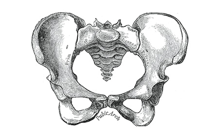骨盤の役割
